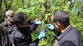 Kastamonu'da Kestane Gal Arısına Karşı Biyolojik Mücadele Başladı