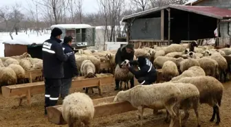 Çayırlı İlçe Tarım ve Orman Müdürlüğü'nden küçükbaş hayvanlara aşılama ve küpeleme çalışması