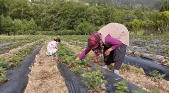 Devlet Desteğiyle Yetiştirilen Çilekler Alıcıları Tarafından Toplanıyor