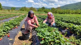 İnegöl'de 'kırmızı elmas' hasadı başladı