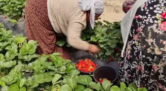 Çilek köyünde hasat başladı