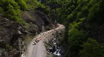 Doğu Karadeniz'de Besiciler Yaylalara Göç Ediyor