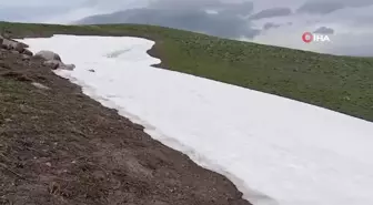 Kar üstünde sırt üstü mahsur kalan kaplumbağayı kurtardı