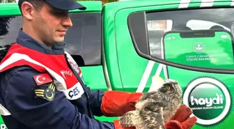 Ağrı'da Yaralı Baykuş Tedavi Altına Alındı