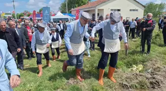 Bafra Ovası'nda Çeltik Ekimi Başladı