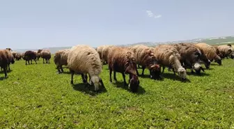 Bitlis'te sürü sahipleri yaylalara çıkmaya başladı