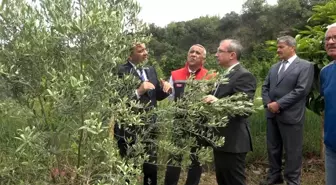 Samsun'da unutulan zeytincilik yeniden canlanıyor