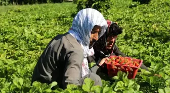 Afganistan'da çilek hasadı sevinci