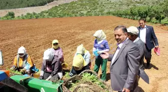 Muğla, Türk ekonomisine turizm ve tarım ile katkı sağlıyor