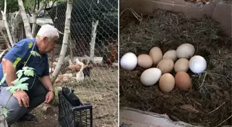 Besiciden yaratıcı yöntem! Tavuklara klasik müzik dinleterek yumurta verimini 4'e katladı