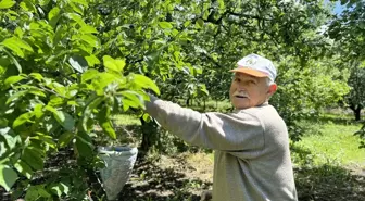 Kartepe'de Yağmurun Etkisiyle Erik Hasadı Erken Başladı