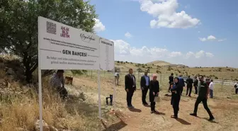 Mardin'deki Deyrulzafaran Manastırı'nda yerel üzüm çeşitlerinin korunması projesi