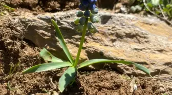 Siirt'te Tehlike Altındaki Şirvan Sümbülü Görüntülendi