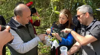 Bartın'da Kestane Zararlısıyla Mücadelede Biyolojik Çözüm