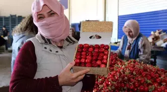 Manisa'da Napolyon ve Salihli kirazlarının hasadı başladı