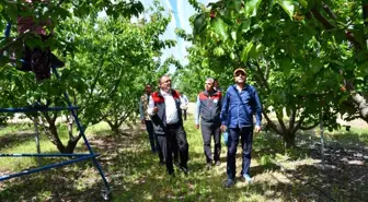 Denizli Honaz'da Kiraz Hasadı Başladı