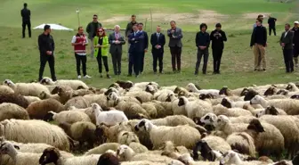 Van'da kuzular anneleriyle buluştu