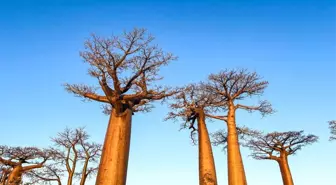 Antik Baobab Ağaçlarının Kökeni Çözüldü