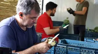 Enginar soyarak asgari ücretin tam 4 katını kazanıyorlar