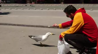 Kocaeli'de Tekel Bayisine Gelen Martı İşletme Sahibinin Yanından Ayrılmıyor