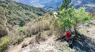 Tokat'ta Menengiç Ağacı Keşfi