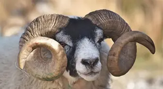 Kurbanlık koç kaç kilo olmali? Kurbanın kilosu önemli mi?