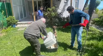 Samsun'da yaralı çakal tedavi edilecek