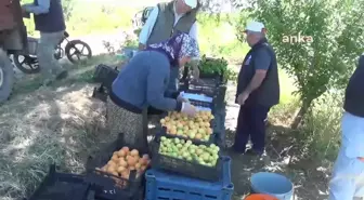 Aydın'da kayısı hasadı başladı, üreticiler ve işçiler fiyatların yetersiz olduğunu söylüyor