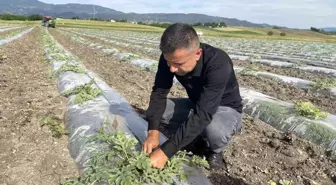 Osmaniye'de çiftçi malç naylonu kullanarak karpuz ekimi gerçekleştirdi