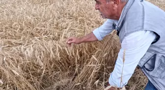 Hatay'da Kuvvetli Yağış Buğday Hasadına Zarar Verdi