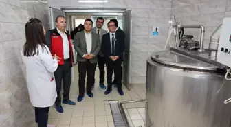 Kayseri'de Manda Sütünden Mozzarella Peyniri Üretimi Başladı