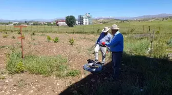 Diyarbakır'da örtü altı üzüm yetiştiriciliği başladı