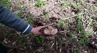 Yozgat'ta Doğada Yetişen Mantarlar Zehirlenmelere Neden Oluyor