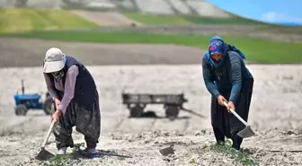 Ayaşlı Kadın Girişimcilerin Ata Tohumlu Domatesleri Zincir Marketlerde Satışa Sunulacak