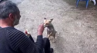 Tunceli'de Aç Kalan Tilki Çay Ocağının Müdavimi Oldu