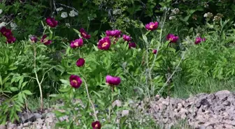 Yozgat'ta 'Cehrilik lalesi' koruma altına alınmalı