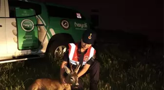 Kırklareli'nde Yol Kenarında Bulunan Karaca Tedavi Altına Alındı