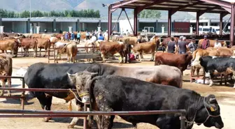 Erzincan Tarım ve Orman İl Müdürlüğü Kurbanlık Hayvan Alımında Dikkat Edilmesi Gerekenleri Açıkladı