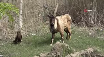 Nesli Tehlike Altında Olan Yaralı Dağ Keçisi Sağlığına Kavuşuyor