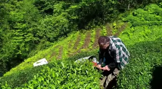 Rize'de çay üreticileri ve esnaf, yaş çay alım fiyatını protesto edecek