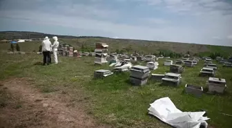 Yozgat'ta gezginci arıcı sayısında büyük düşüş yaşandı