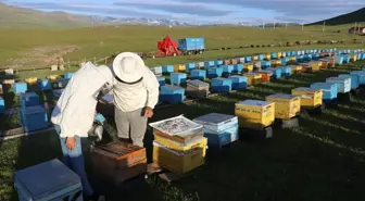 Ağrı'da Gezgin Arıcılar İlkbahar Mesailerine Başladı