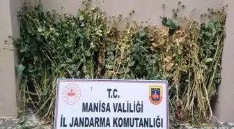 Manisa'da Jandarma Operasyonunda 222 Kök Haşhaş Bitkisi Ele Geçirildi