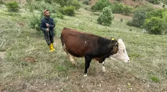 Giresunlu Halil İbrahim Bakırhan, Devlet Desteğiyle Hayvancılığa Devam Ediyor