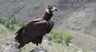 Kara akbaba ve bozkır kartalı Kars'ta doğaya bırakıldı