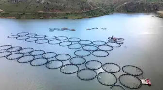 Erzincan'da Tercan Baraj Gölü'nde Kafes Balıkçılığı Gelişiyor