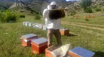 Batman'da arıcılar yüksek rakımlı dağlara çıkarak organik bal üretecek