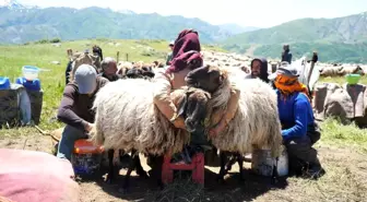 Muş Yaylalarında Göçerlerin Süt Sağım Mesaisi Başladı