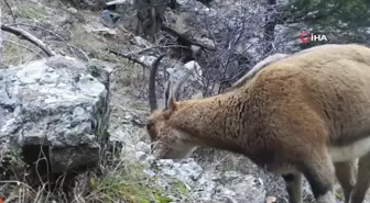 Yaban hayvanları fotokapana yansıdı