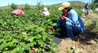 Malatya'da Girişimci Kadın Çilek Üretiminde Siparişlere Yetişemiyor